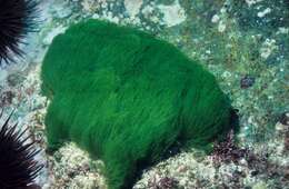 Image of Green Hair Algae