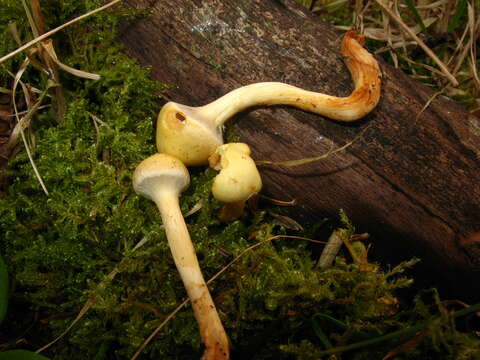 Image of Pholiota flammans (Batsch) P. Kumm. 1871