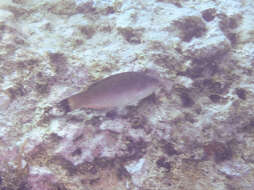 Image of Blacktailed Wrasse