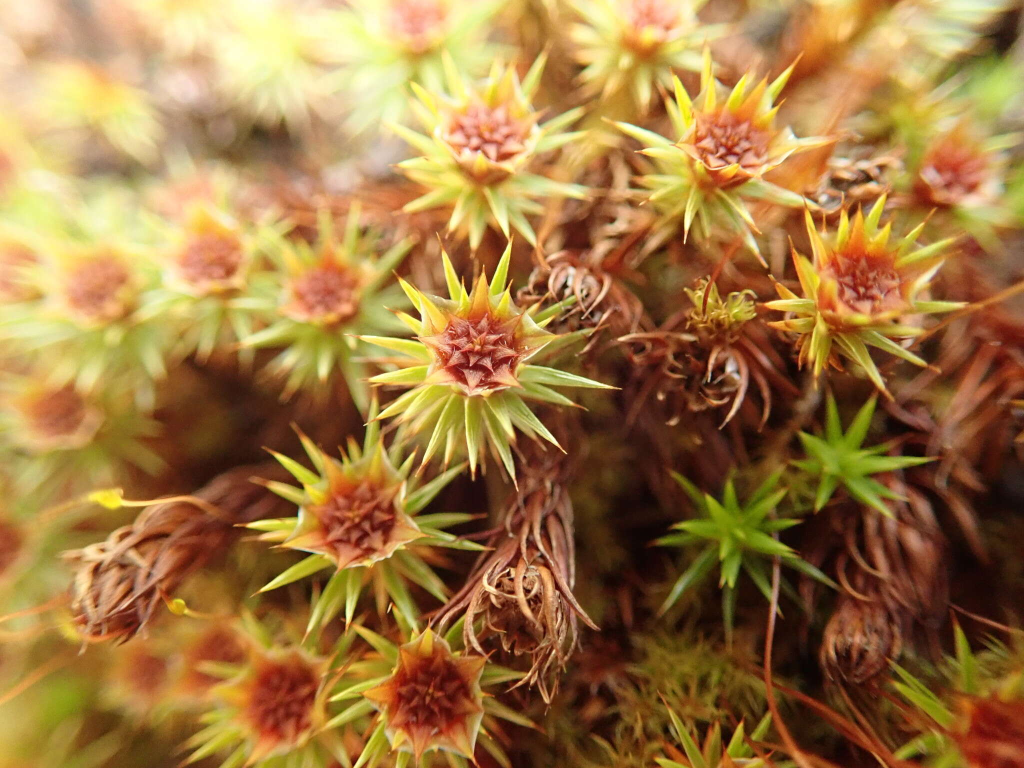 Image of juniper polytrichum moss