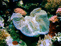 Image of Giant Clam