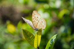 Plancia ëd Junonia atlites Linnaeus 1763