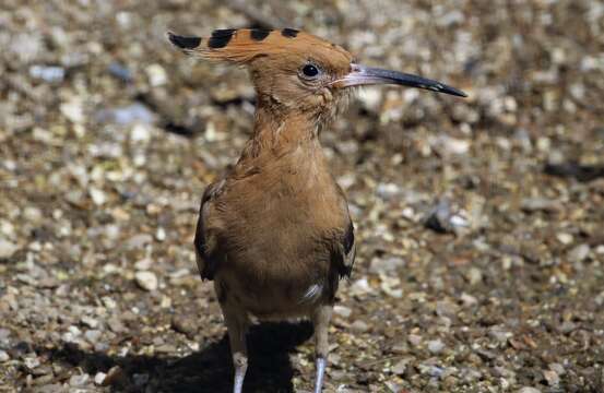 Imagem de Upupa Linnaeus 1758