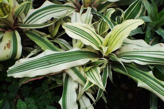 Image of Cryptanthus bromelioides Otto & A. Dietr.