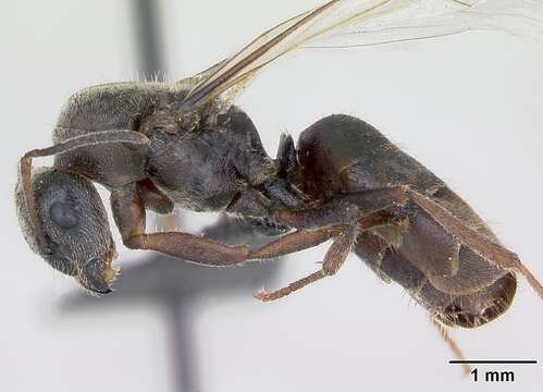 Imagem de Lasius platythorax Seifert 1991