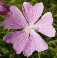 Image of european mallow