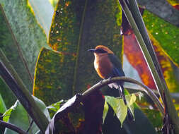 Image of Rufous Motmot