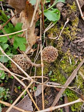 Image of Yellow Morel