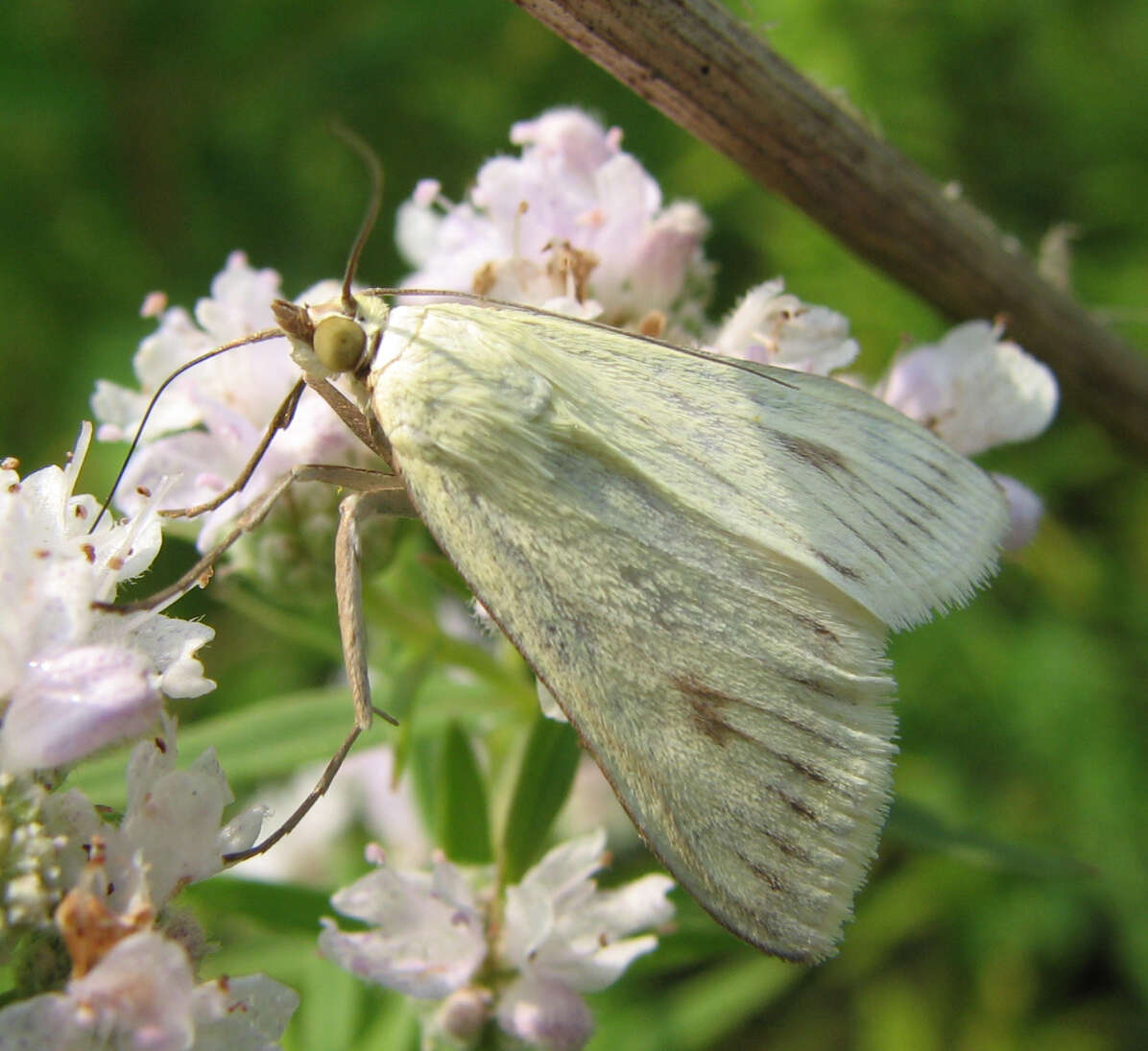 صورة Sitochroa palealis Schiffermüller