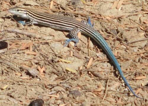 Image of Ameiva lineolata