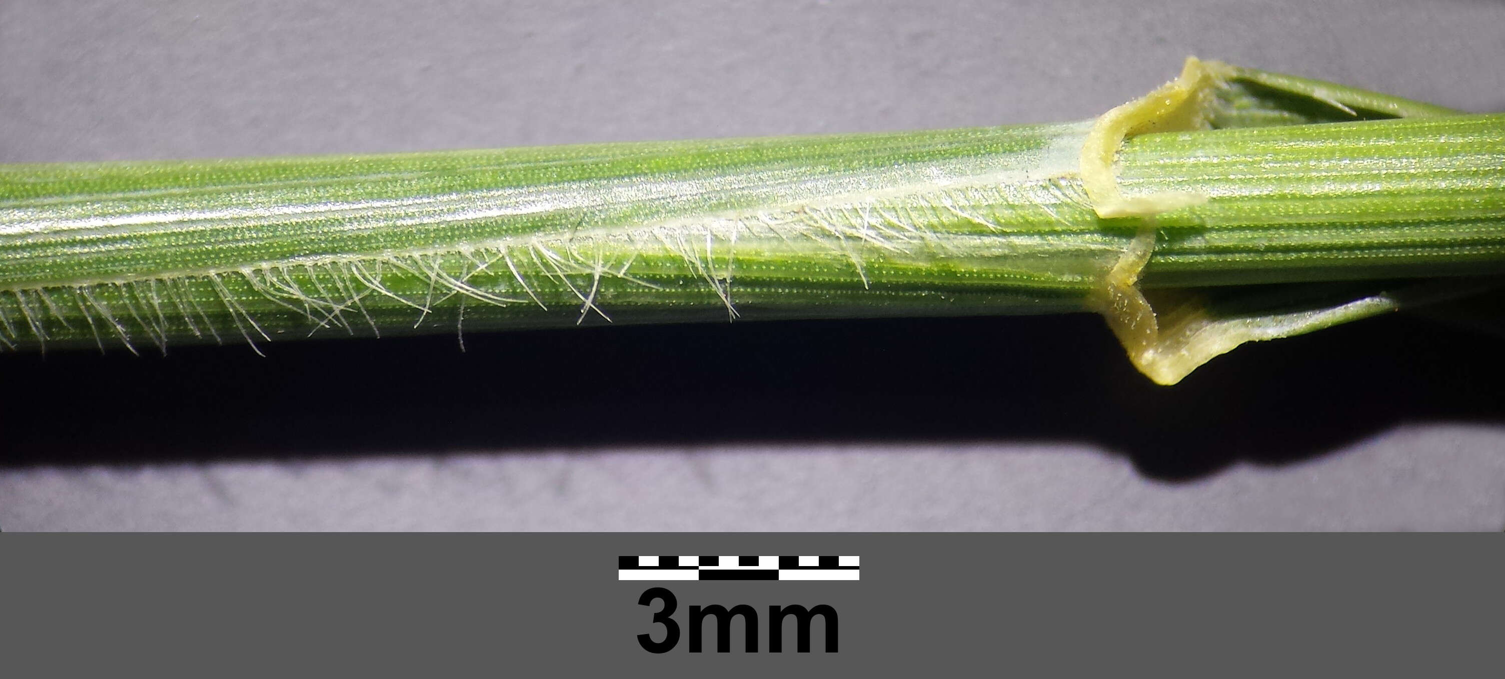 Image of intermediate wheatgrass