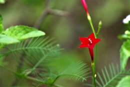 Image of Cypress Vine