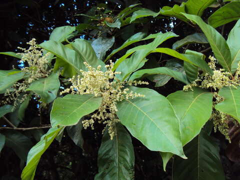 Image of Meliosma simplicifolia (Roxb.) Walp.