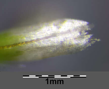 Image of Tufted Hair-grass