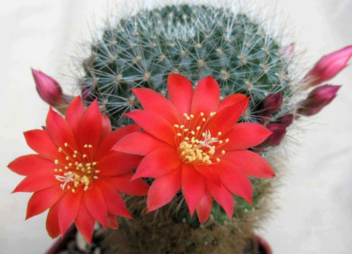 Image of Rebutia minuscula K. Schum.