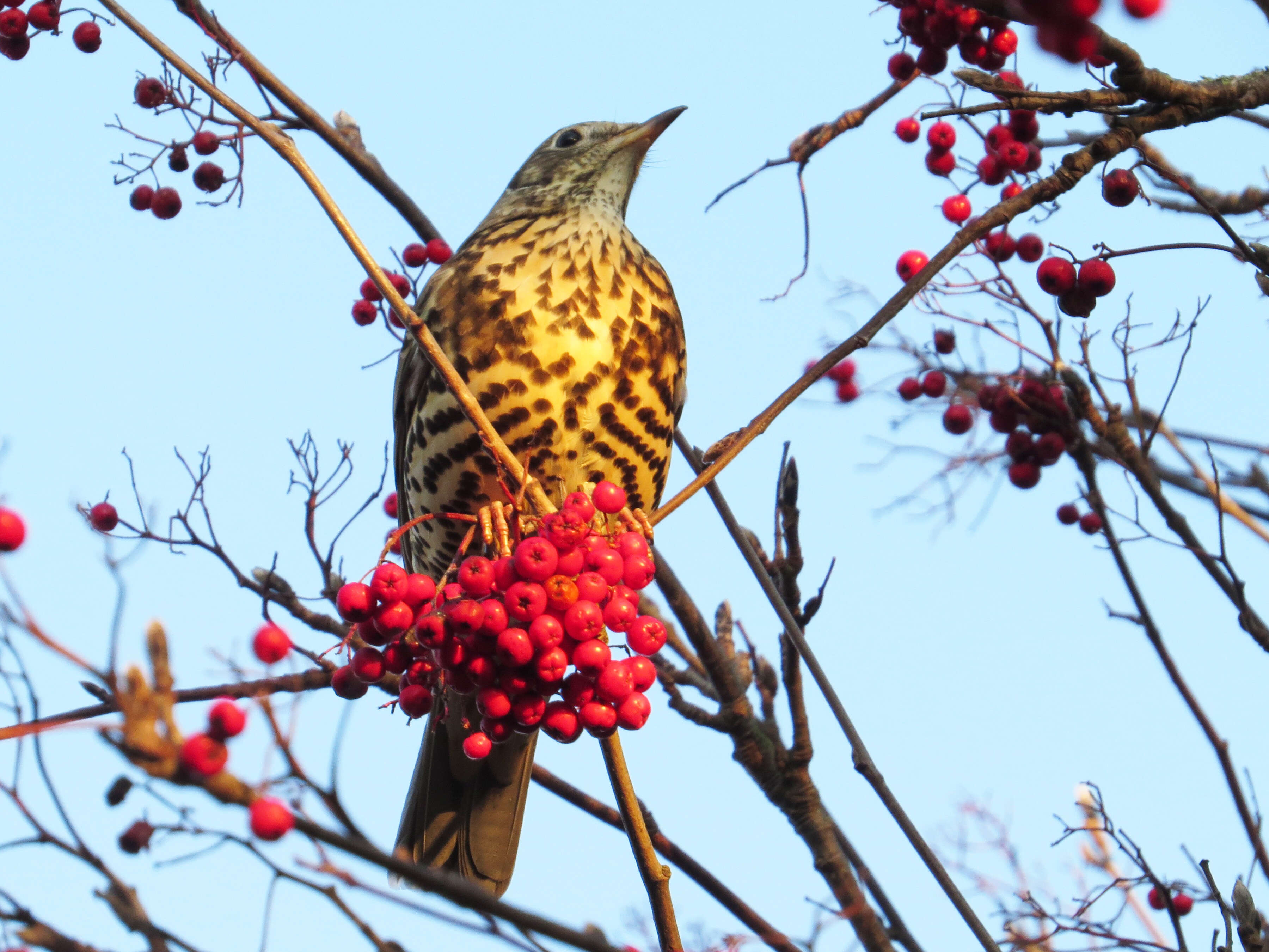 Image of Mistle Thrush