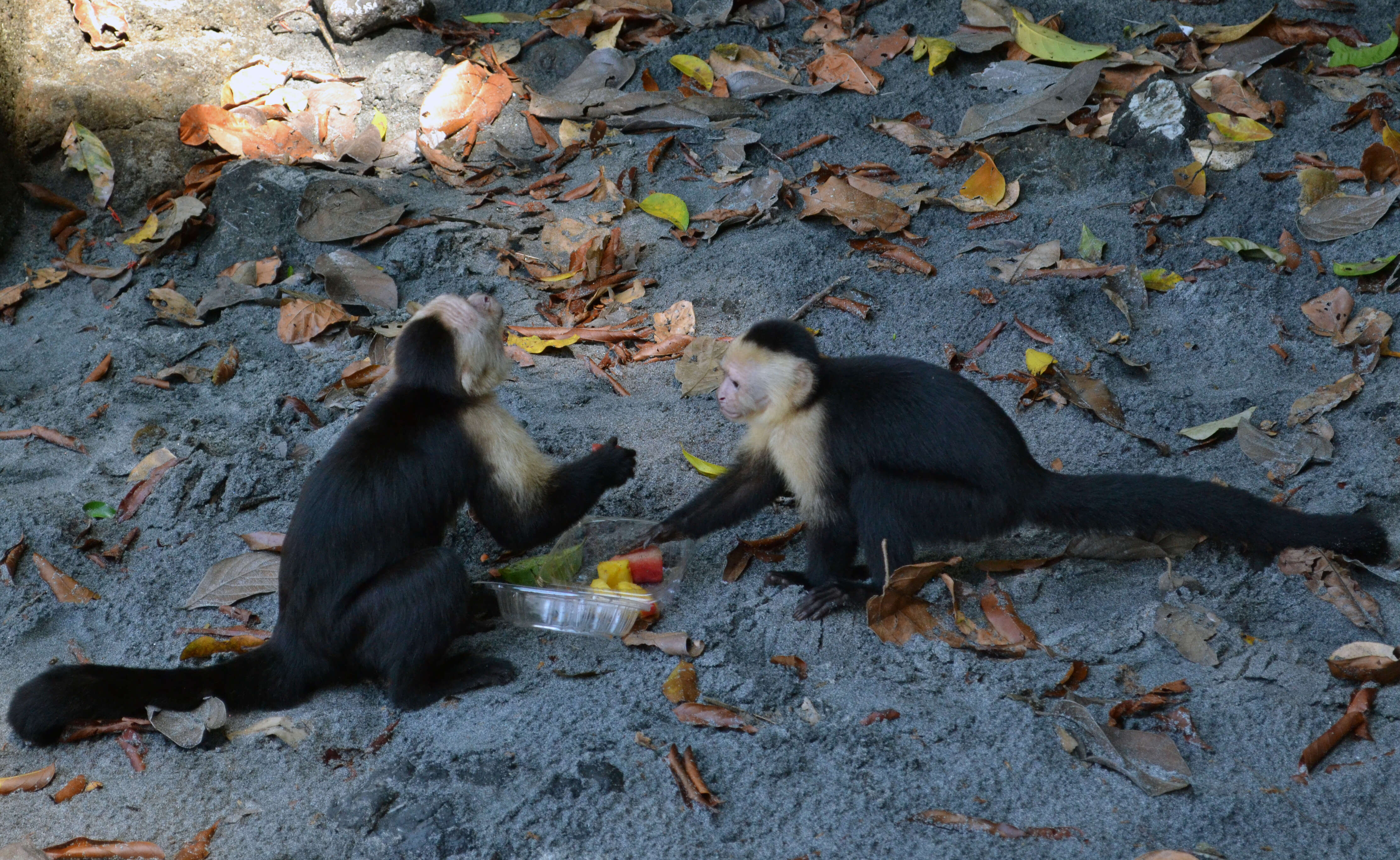 Image of Panama capuchin monkey