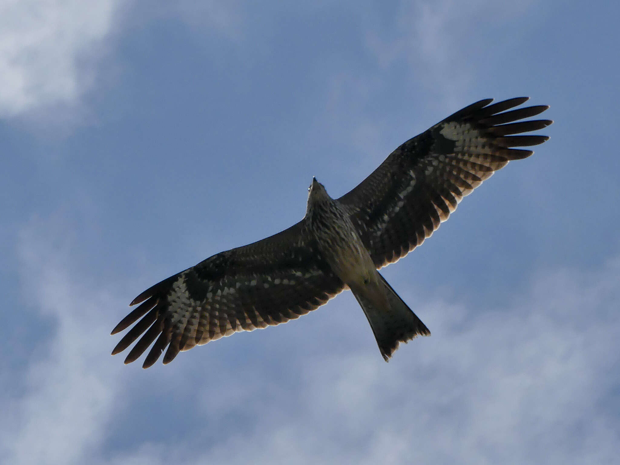 Image of Black Kite