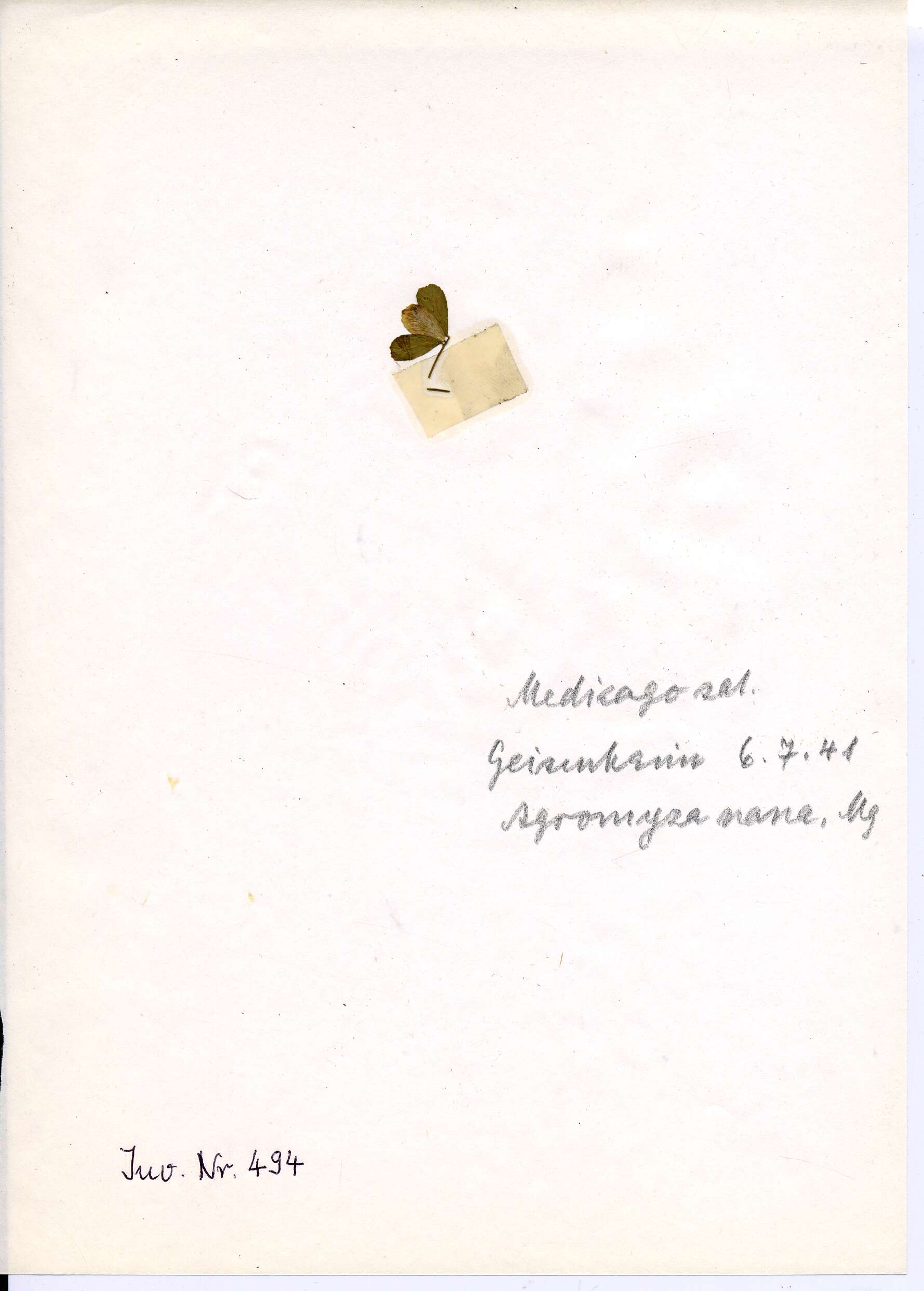 Image of Agromyza nana Meigen 1830