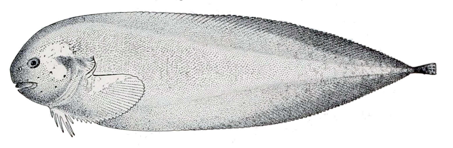 Image of Dimdisc snailfish