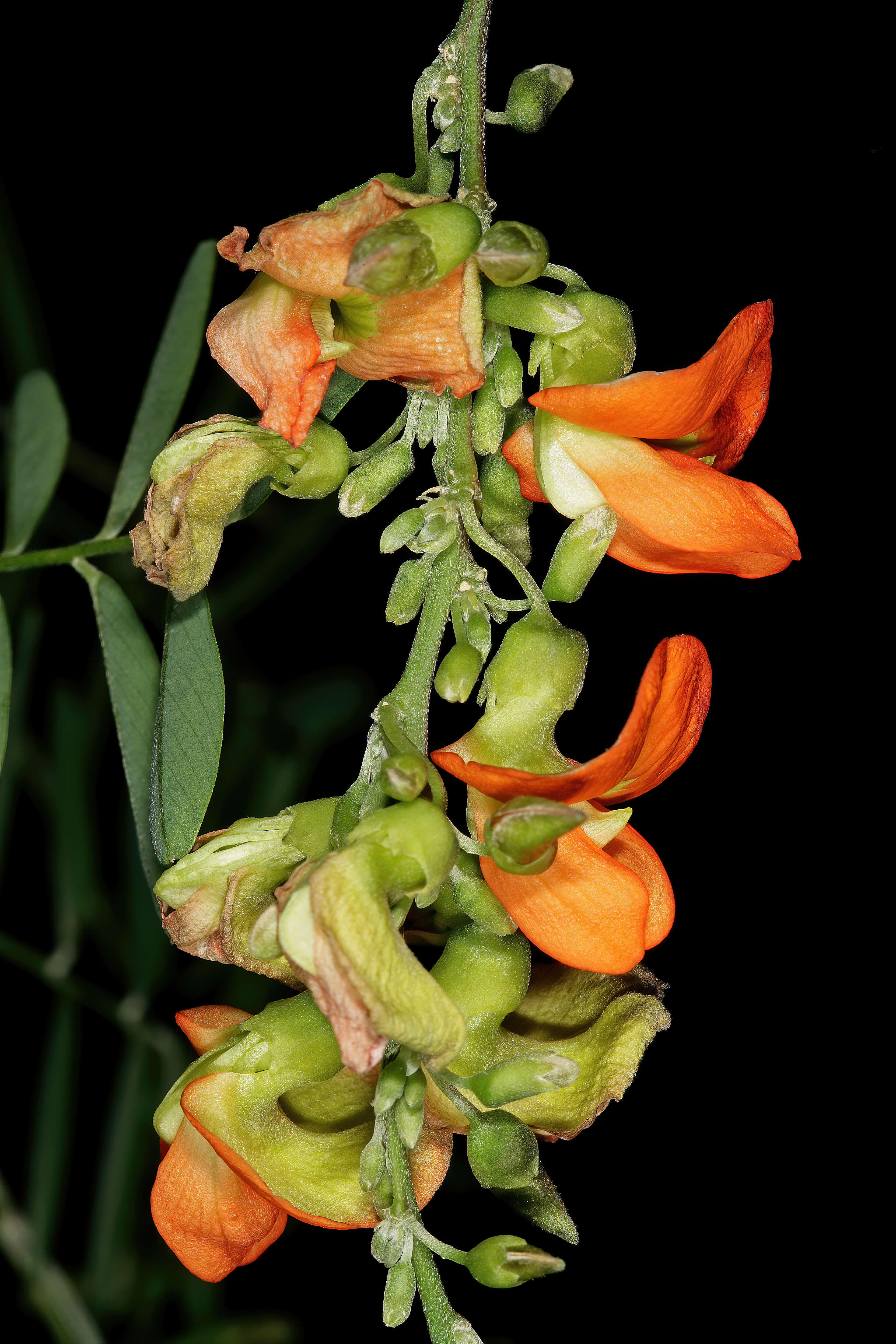 Image of Tephrosia pondoensis