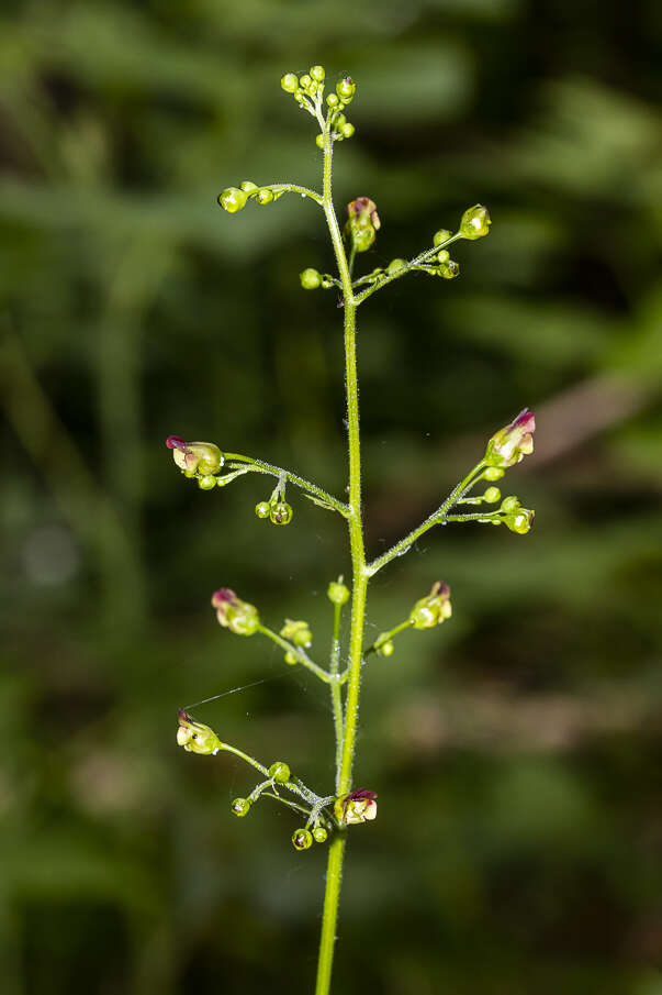 Imagem de Scrophularia nodosa L.