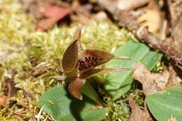 Image of Small bird orchid