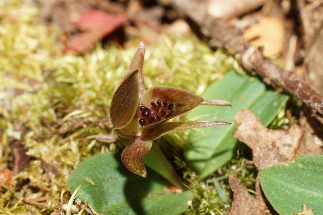 Image of Small bird orchid