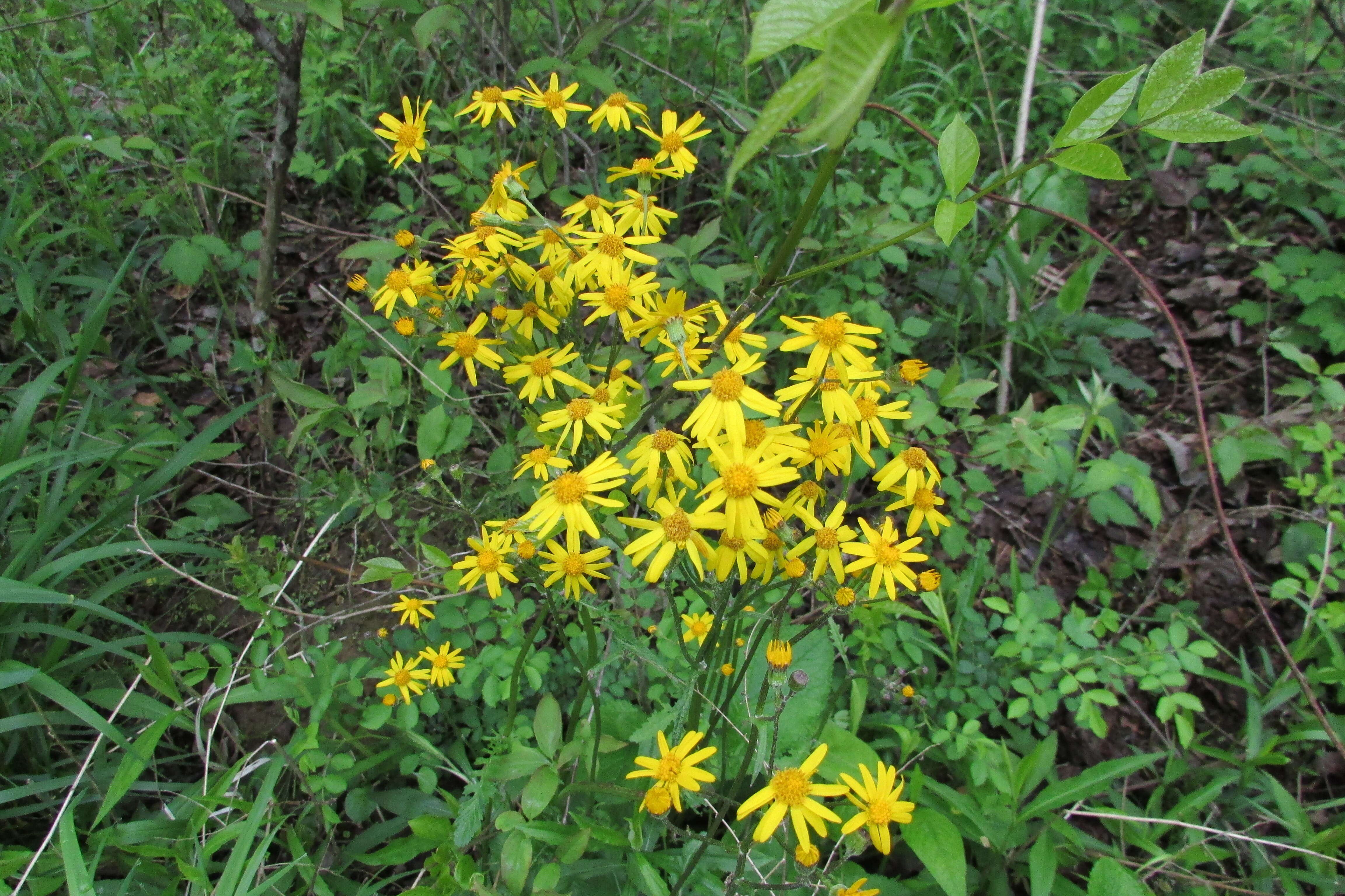 Image of golden ragwort