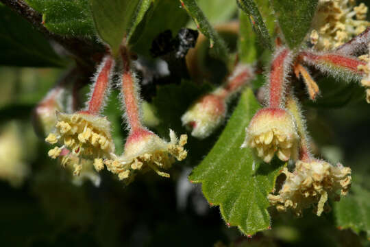 Слика од Cercocarpus montanus Raf.