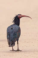 Image of Bald Ibis