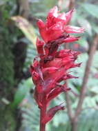 Image of Lady orchid