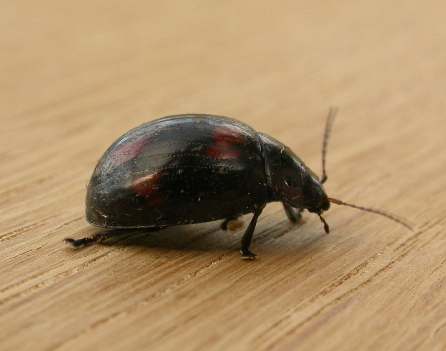 Image of Paropsisterna beata