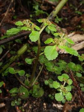 Plancia ëd Chrysosplenium