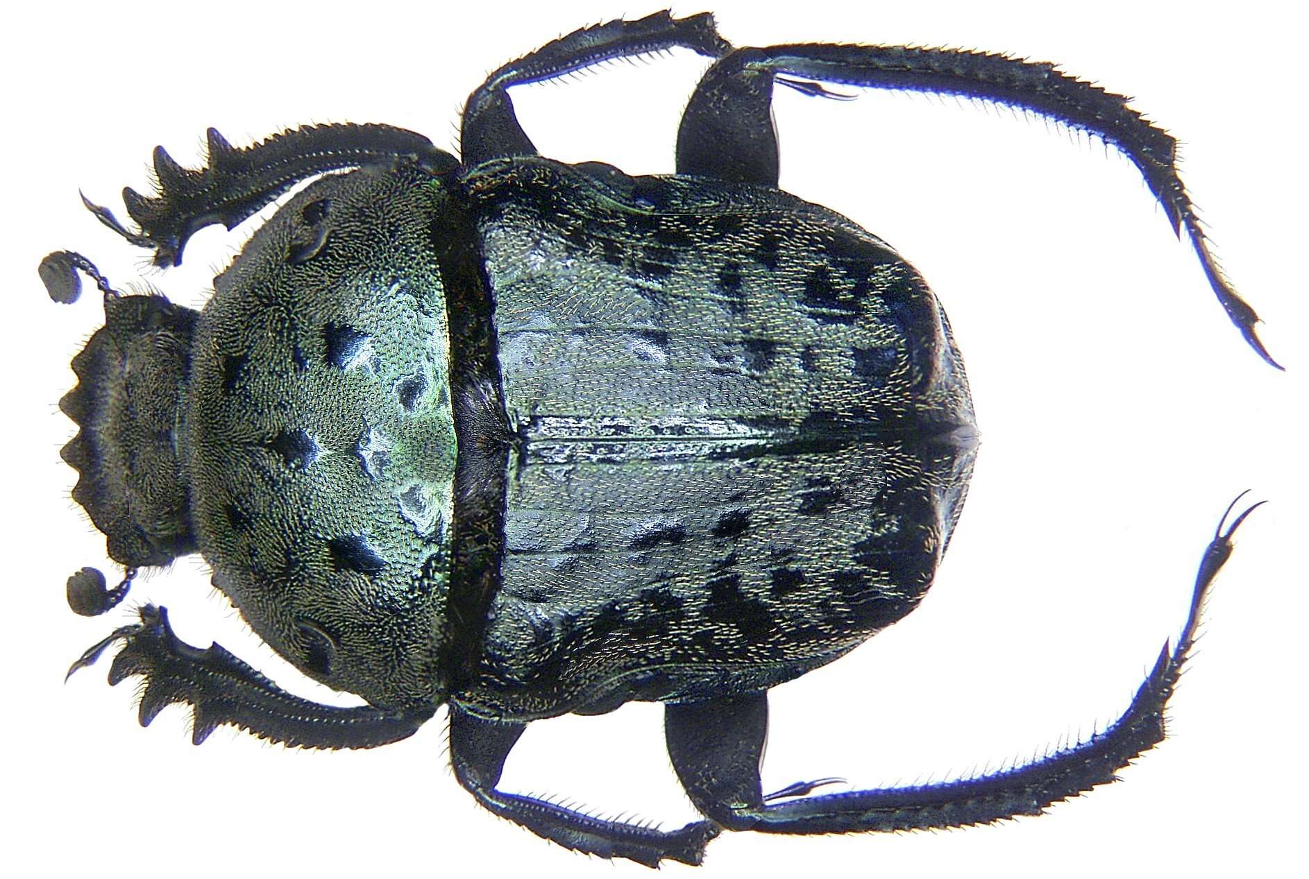 Image de Allogymnopleurus