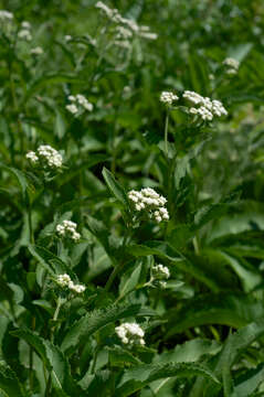 Image of American feverfew