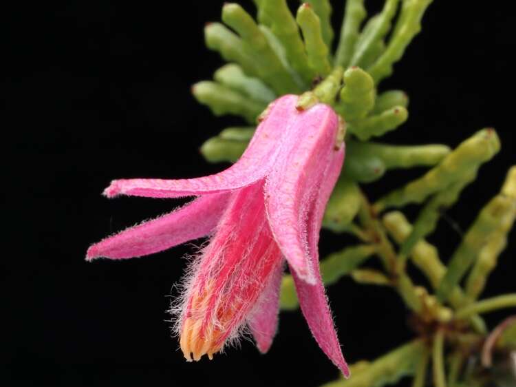 Image of Philotheca coccinea (C. A. Gardner) Paul G. Wilson