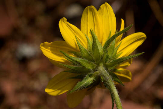 Plancia ëd Helianthella quinquenervis (Hook.) A. Gray