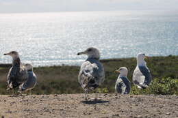 Image of California Gull