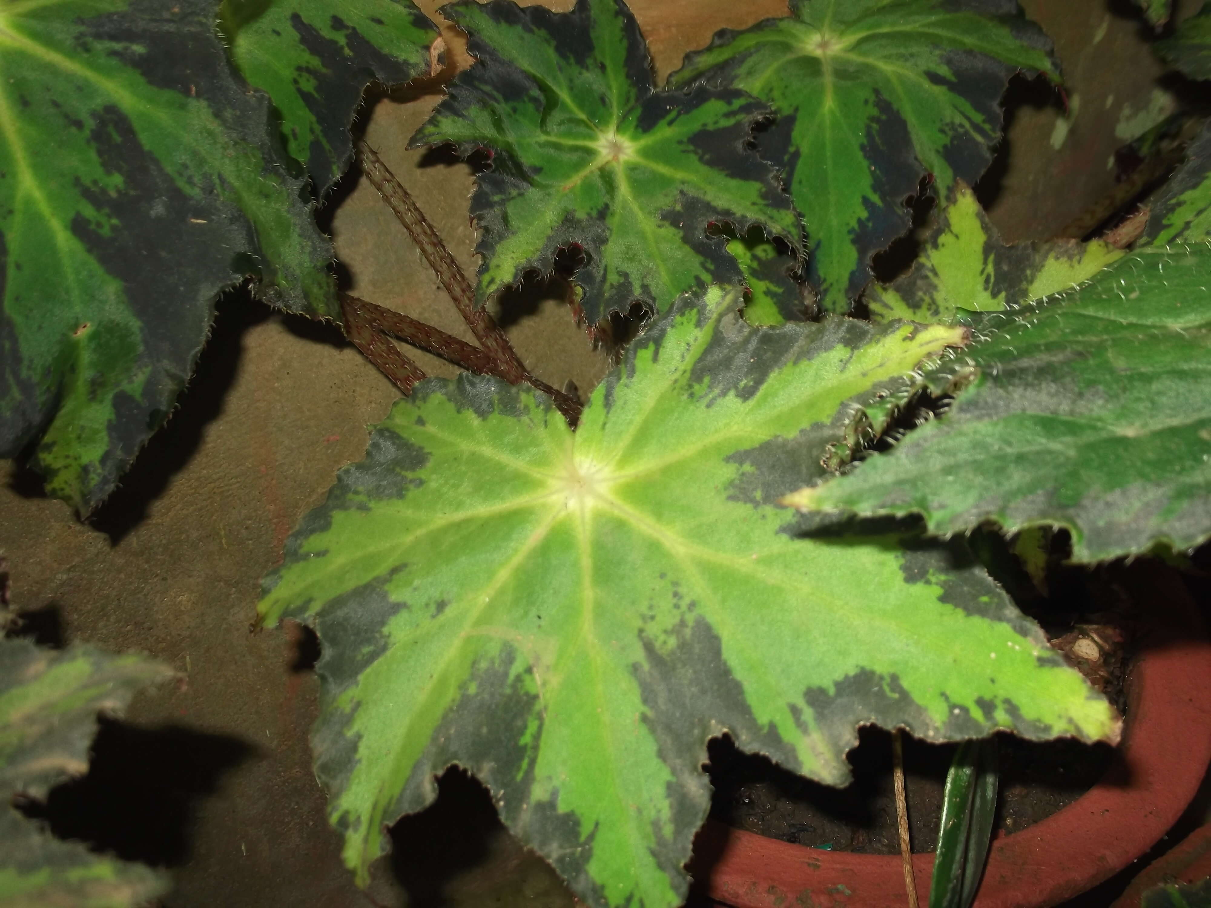 Image of starleaf begonia