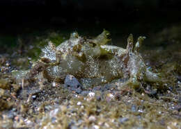 Image of spotted sea hare