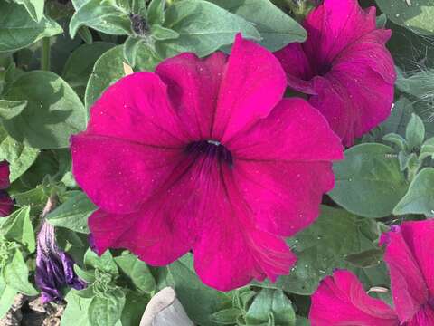 Image of petunia