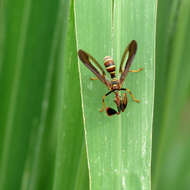 Image of Wasp Mantidfly