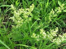 Image of Lady's Bedstraw