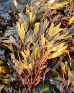 Image of toothed wrack