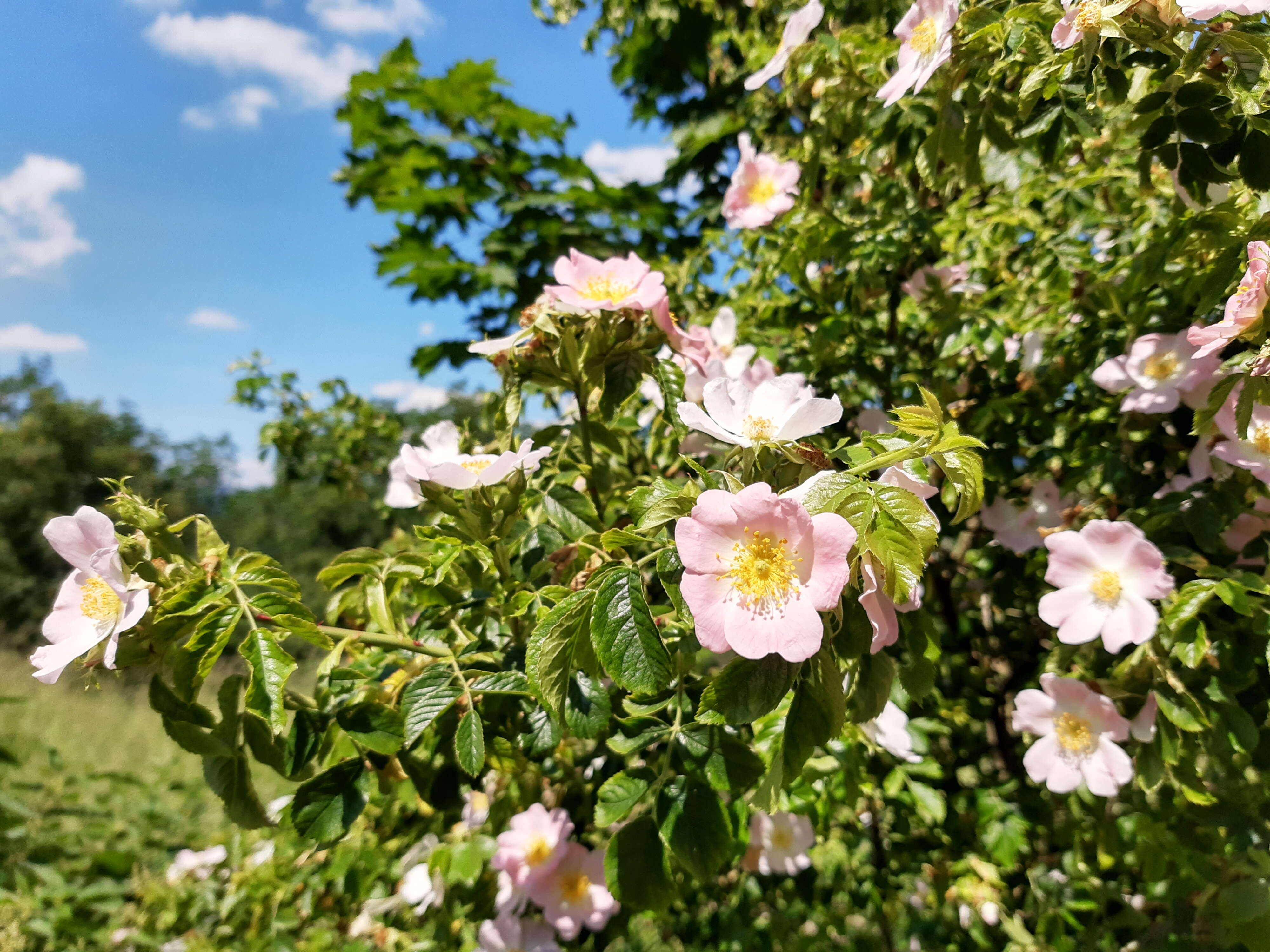 Image of dog rose