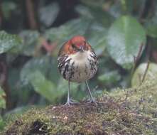 Image of Chestnut-crowned Antpitta