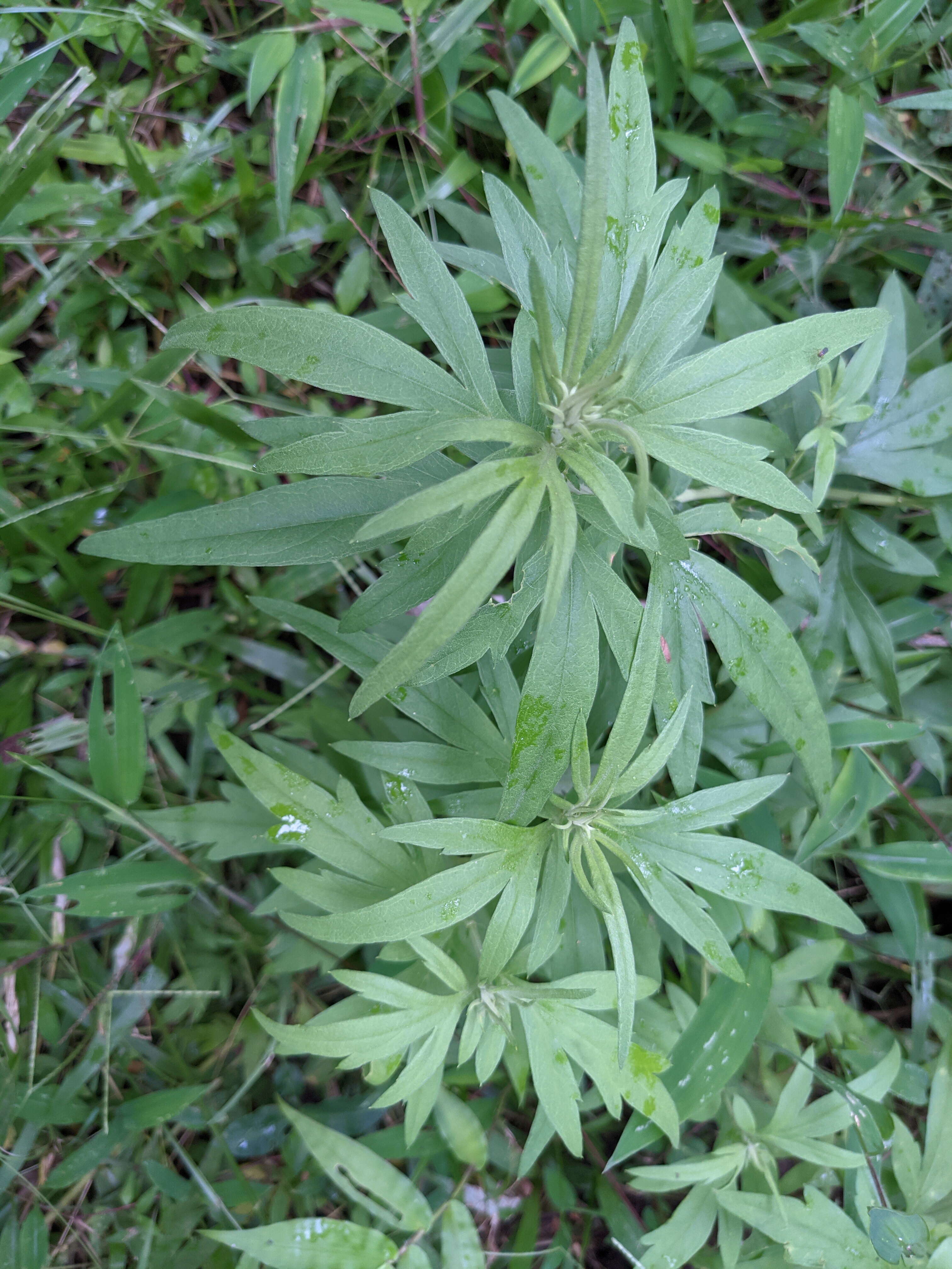 Image of common wormwood