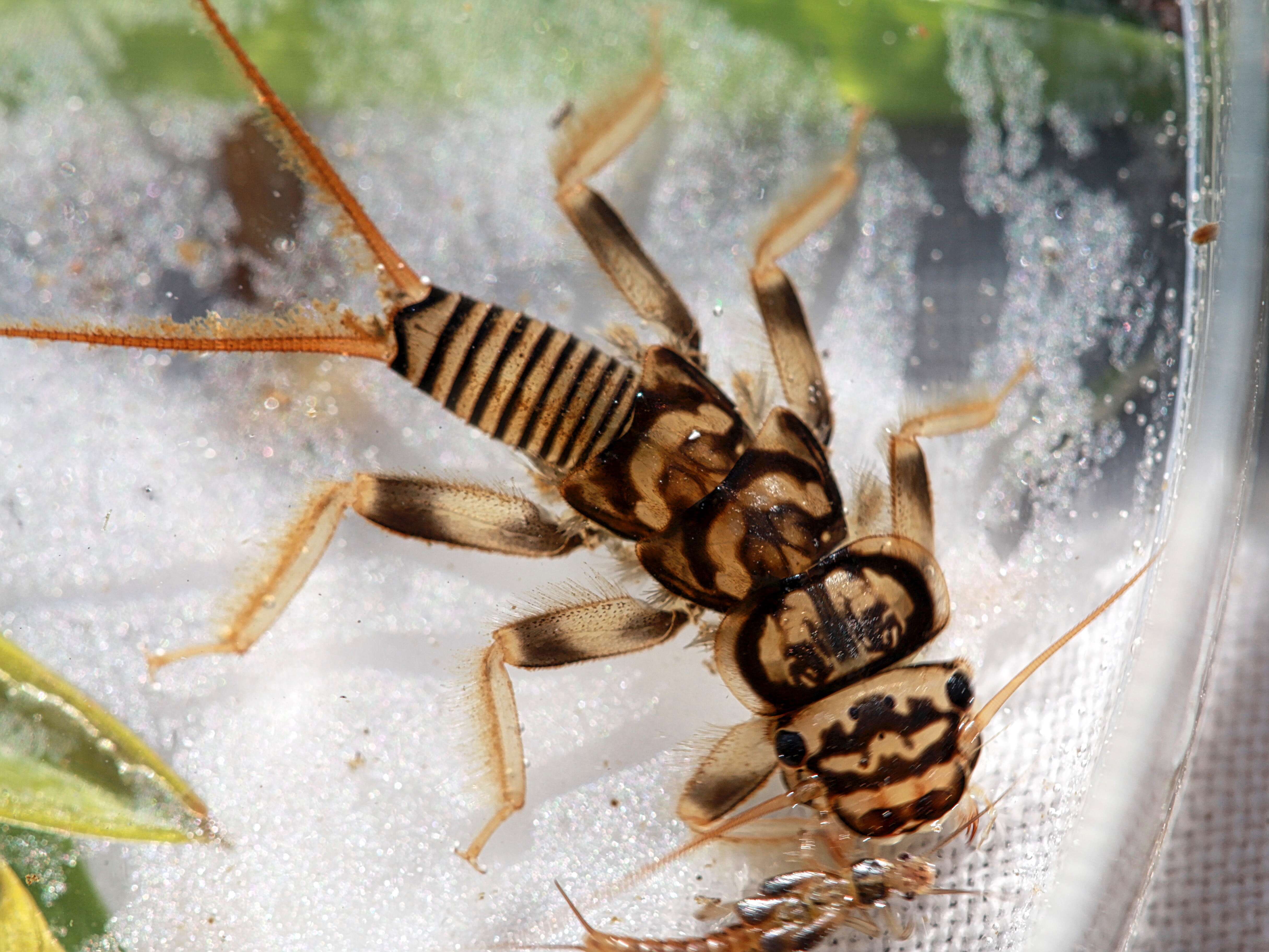 Image of Acroneuria lycorias (Newman 1839)