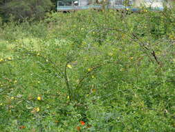 Image of Japanese jasmine